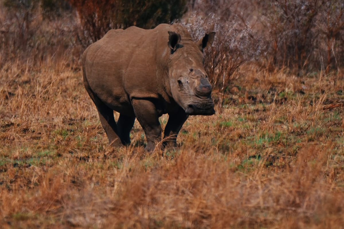 A white rhino in the Pilanesberg